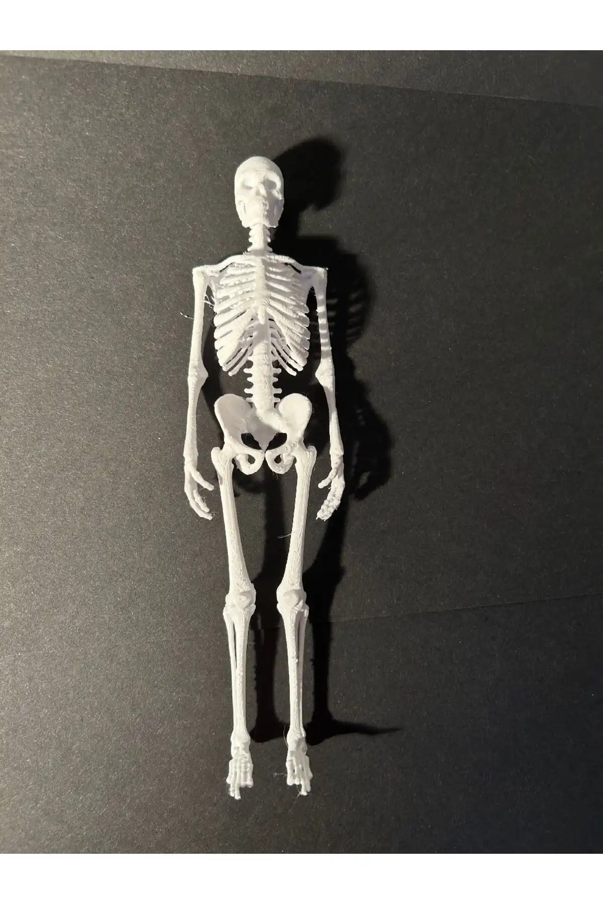 MilenyumStudios'un Tek Parça İnsan Anatomisi İskeleti: Dayanıklı ve Kullanışlı Bir Ürün