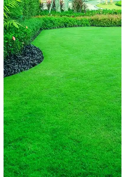 İthal Grass Seed 6’lı Karışım ile Bahçenize Profesyonel ve Dayanıklı Çim Kaplama
