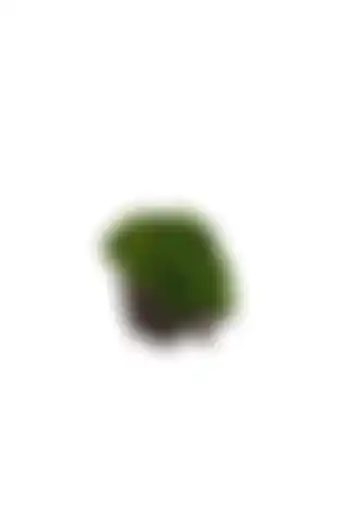Estetik Tasarımıyla Marimo ScapeMarimo Rock Mini: Doğayı Evinize Taşıyın