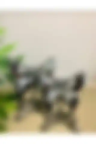 METALAY Dekoratif 2'li Kelebek Süs: Ev Dekorasyonuna Estetik Katın