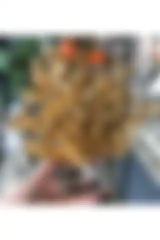 TasarımhModa Polyester Mercan Dekor ile Modern İç Mekanınızı Şıklıkla Tamamlayın