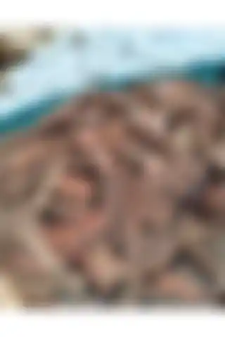 Dekoratif Çam Kabuğunun Kullanımı ve Faydalarıyla İlgili Bilgilendirme Yazısı