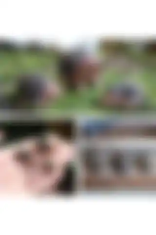 Himi Teraryum 3'lü Kirpi Seti: Doğal Estetiği ile Dekoratif Alternatifler