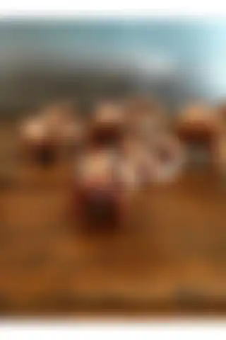 Yörük Tasarım 7'li Bereket Filleri ile Geleneksel ve Şık Ev Dekorasyonu