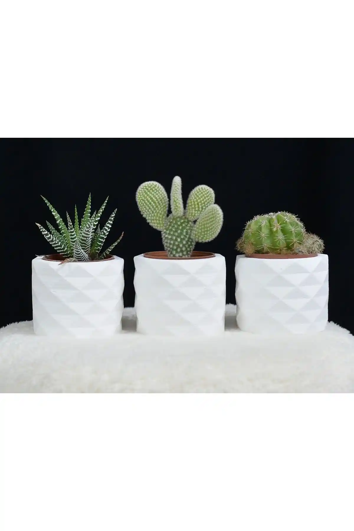 DNZ DEKOR3 Lü Sukulent Saksı ile Mekanlarınıza Estetik ve Fonksiyonellik Katın